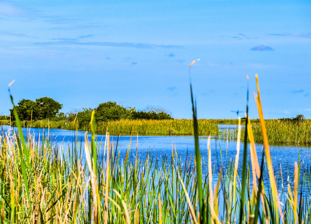 Louisiana marsh pond and grasses flooded