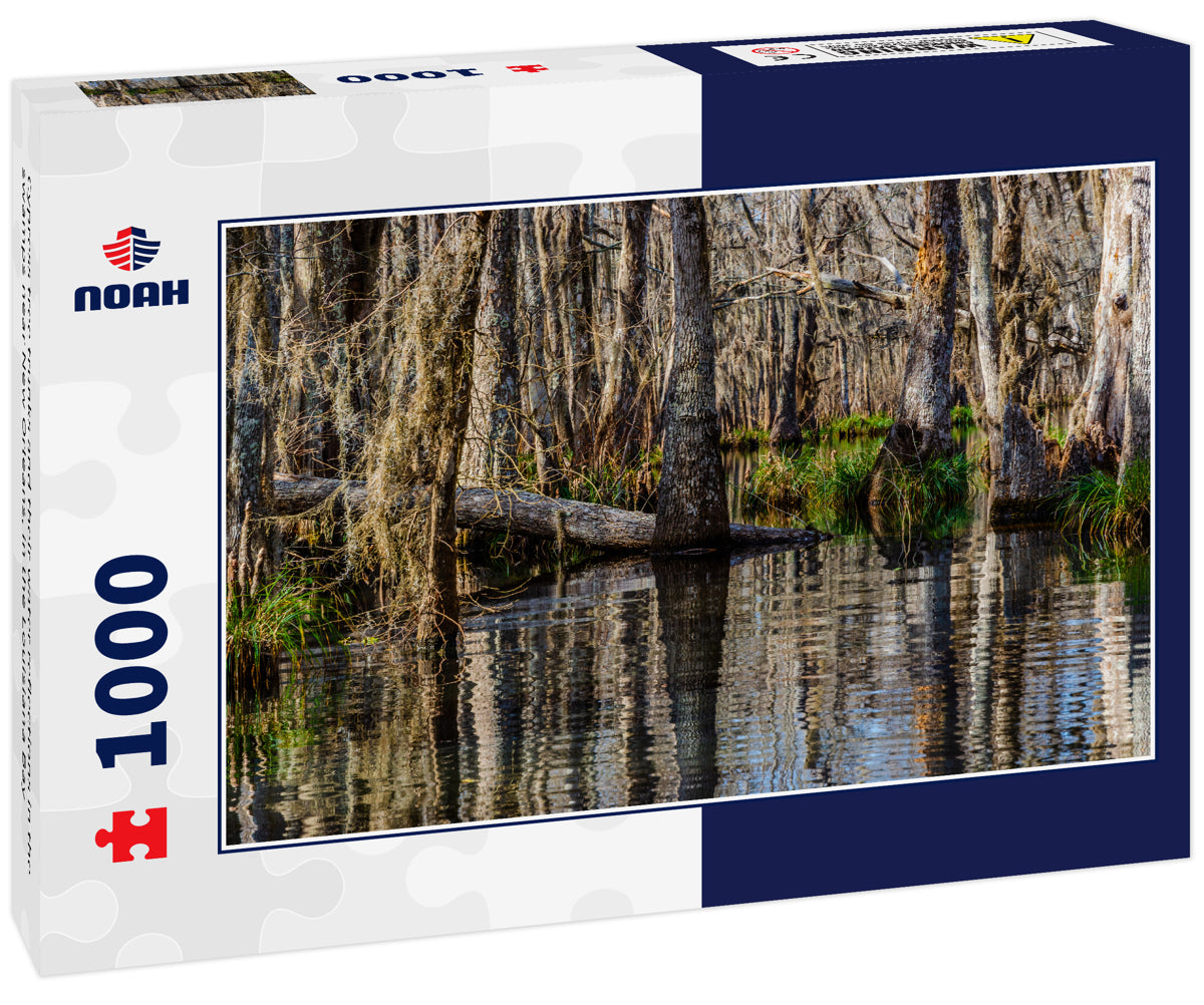 Cypress tree trunks and their water reflections in the swamps near New Orleans, in the Louisiana Bay