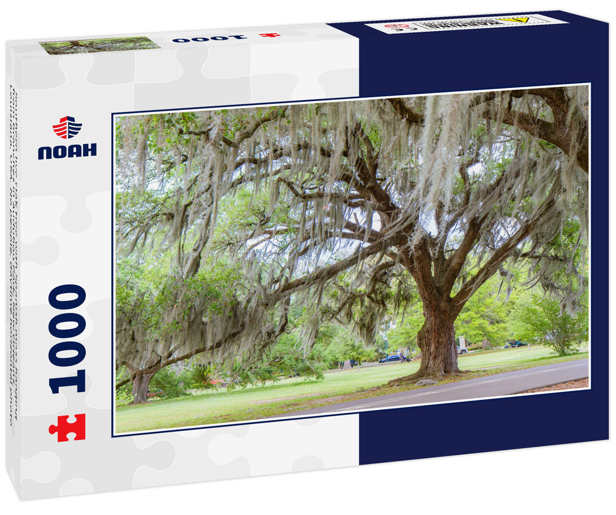 Southern live Oak tree with Spanish moss hanging from branches in Audubon Park, New Orleans, Louisiana, USA. No people, daytime horizontal photo