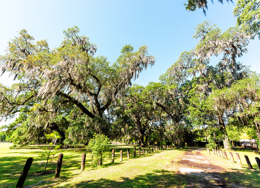 Old southern live oak trees in New Orleans Audubon park on sunny spring day with path trail and hanging spanish moss and green huge big Tree of Life in Garden District, Louisiana