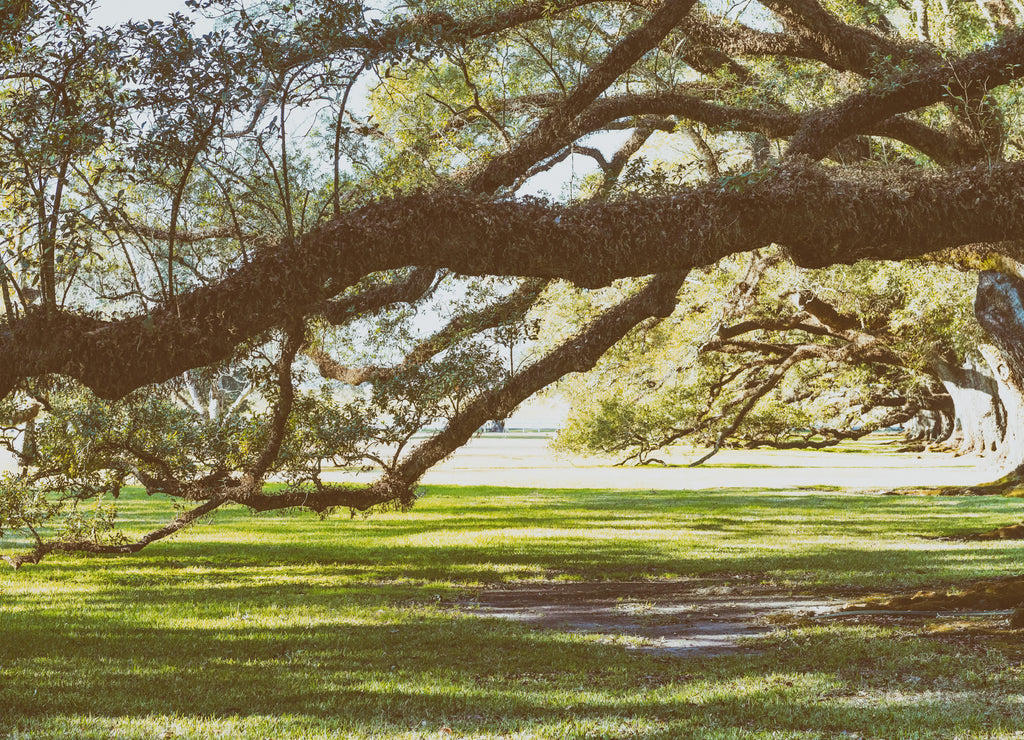 Oak Alley Plantation. Louisiana - Trees and garden