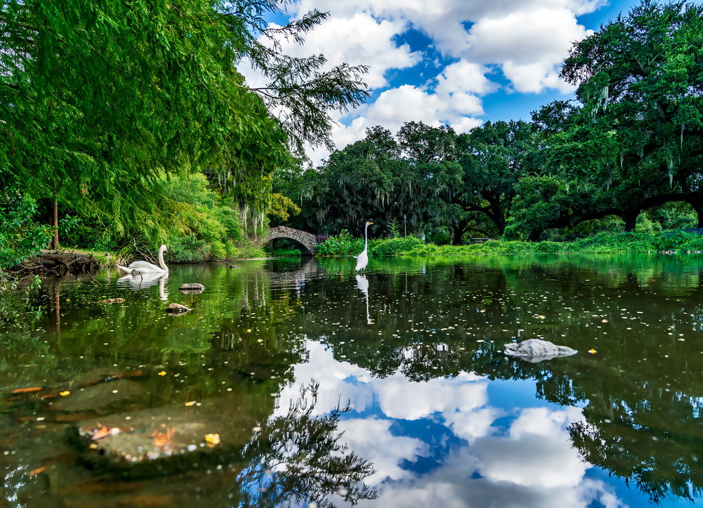 A swamp river flowing through a city park in New Orleans, Louisiana, USA