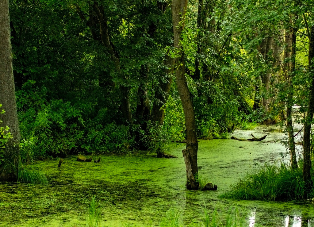 An overcast day in the swamp with cypress tree trunks and duckweed on Lake Martin outside of Breaux Bridge in the St. Martin Parish of Louisiana