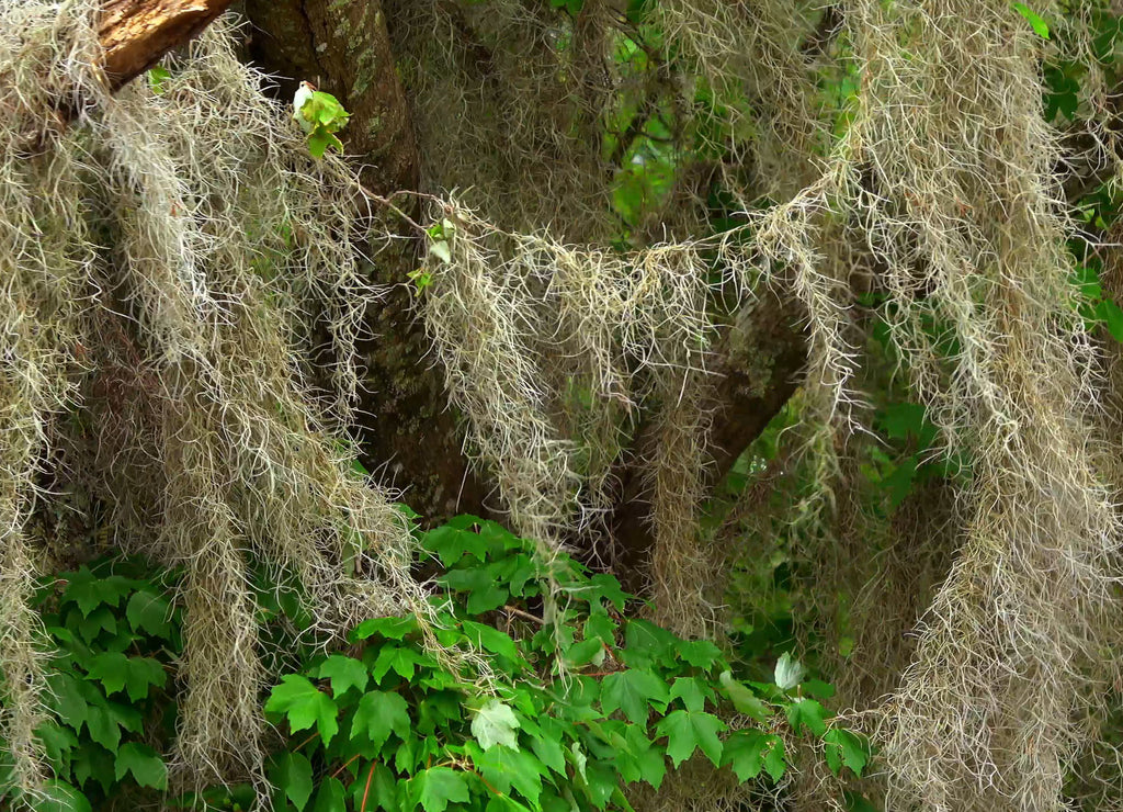 Wild vegetation in Louisiana swamps