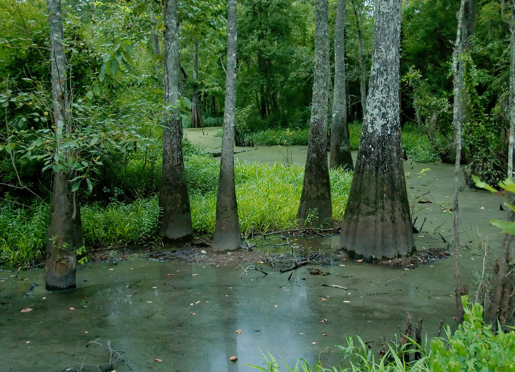 An elevated path over a swamp at Tickfaw State Park, located 7 mi (11 km) west of Springfield, in Livingston Parish, Louisiana, USA