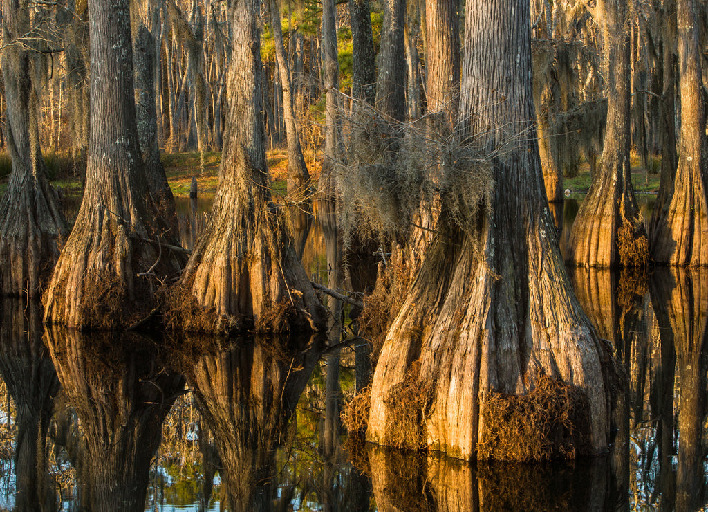 Swamp with bald-cypresses at the Sam Houston Jones State Park, Louisiana