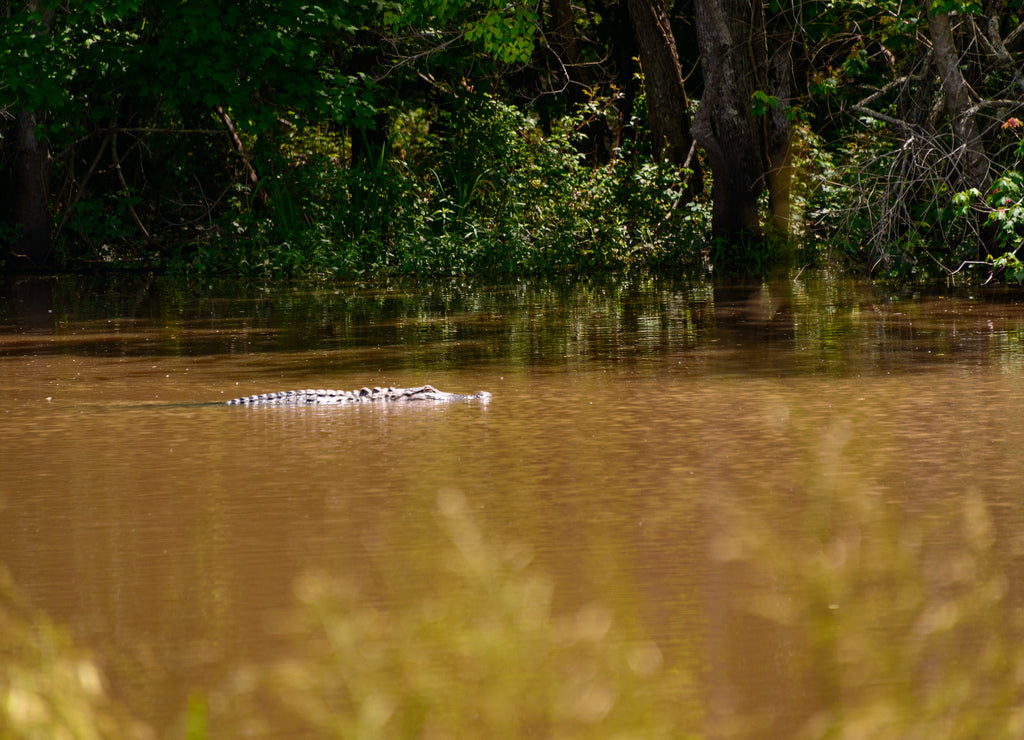 Lake Fausse Pointe State Park, Louisiana