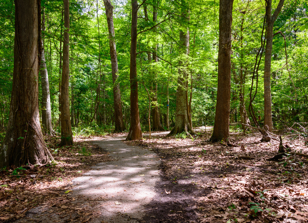 Lake Fausse Pointe State Park, Louisiana