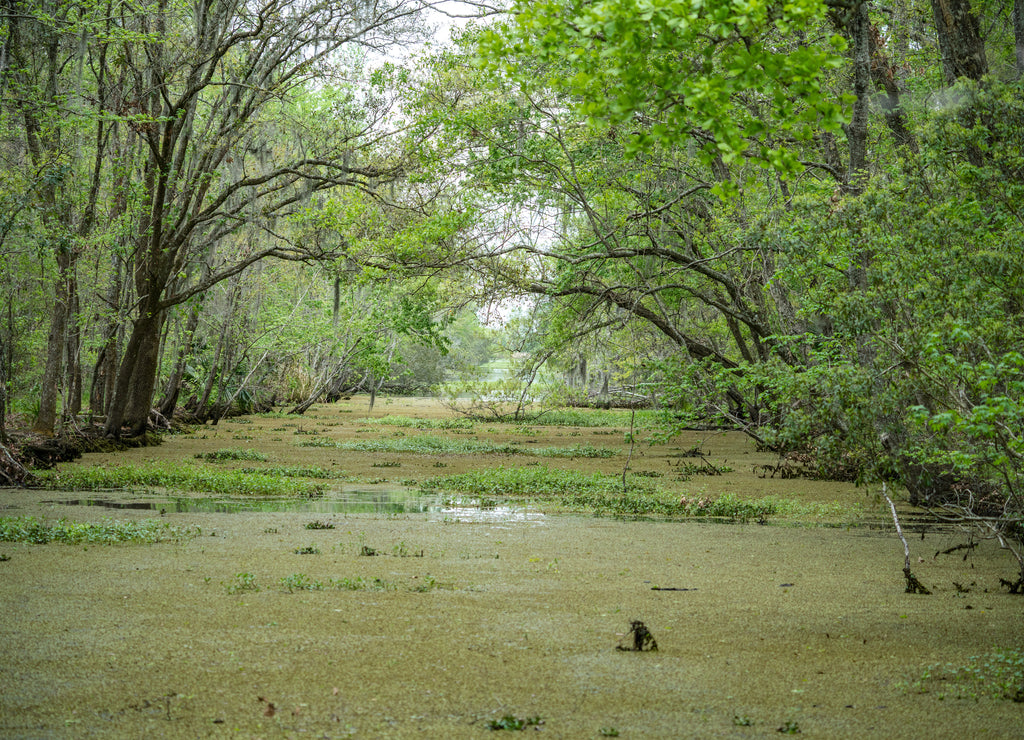 A waterway full of overhanging tees and aquatic plant life lead deep into a swamp Louisiana