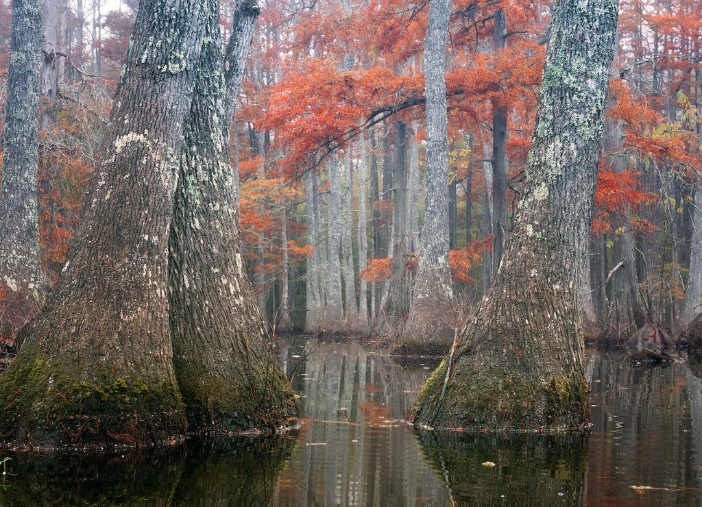 Beautiful bald cypress trees in autumn rusty-colored foliage and Nyssa aquatica water tupelo, their reflections in lake water. Chicot State Park, Louisiana, US