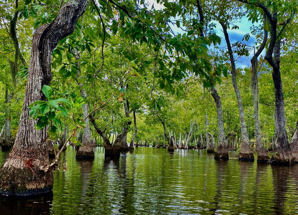 Cypress Trees at Chicot State Park, Louisiana