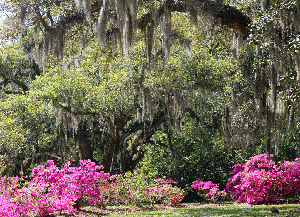 Azalea Garden, Louisiana