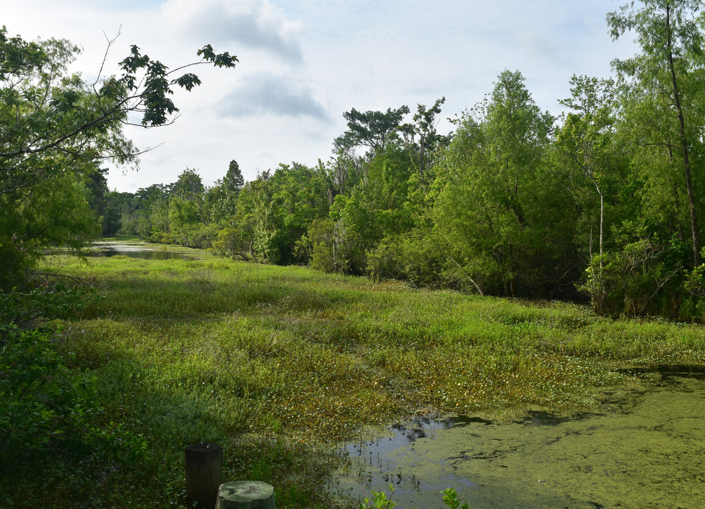 A Perfect Spring Day in Louisiana's Bayou