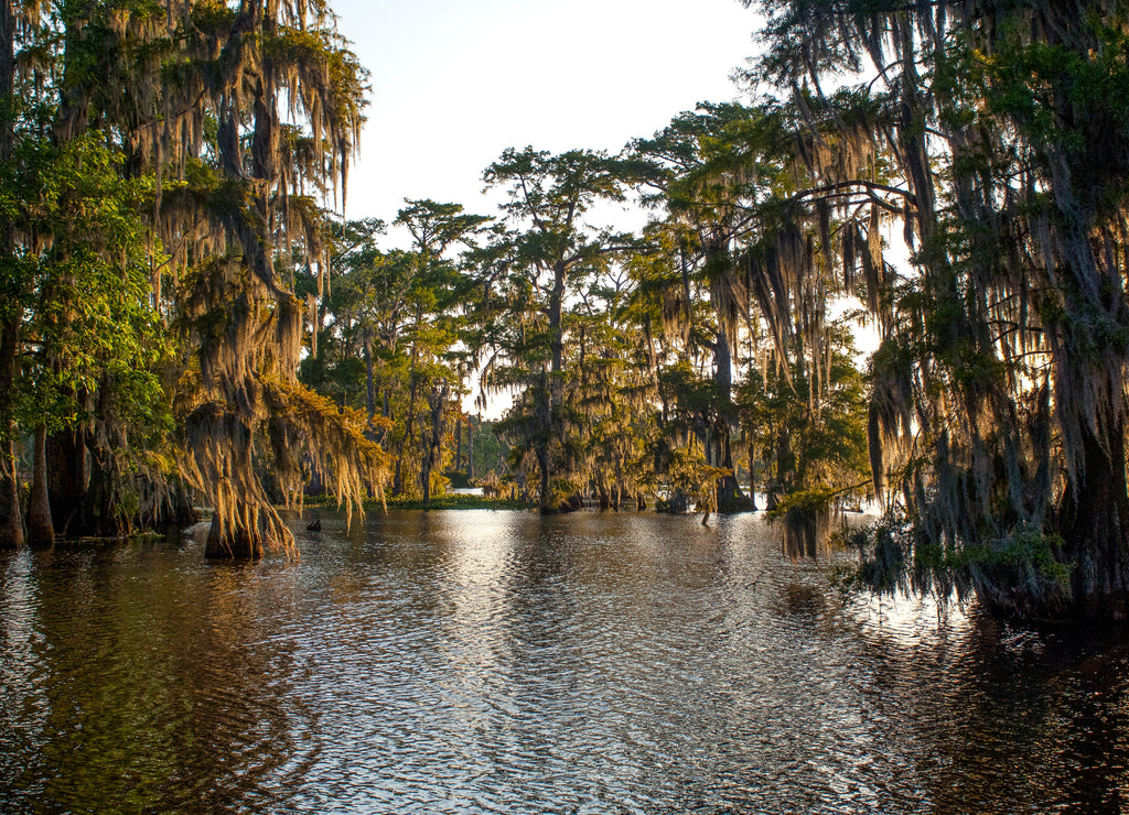 Louisiana Bayou