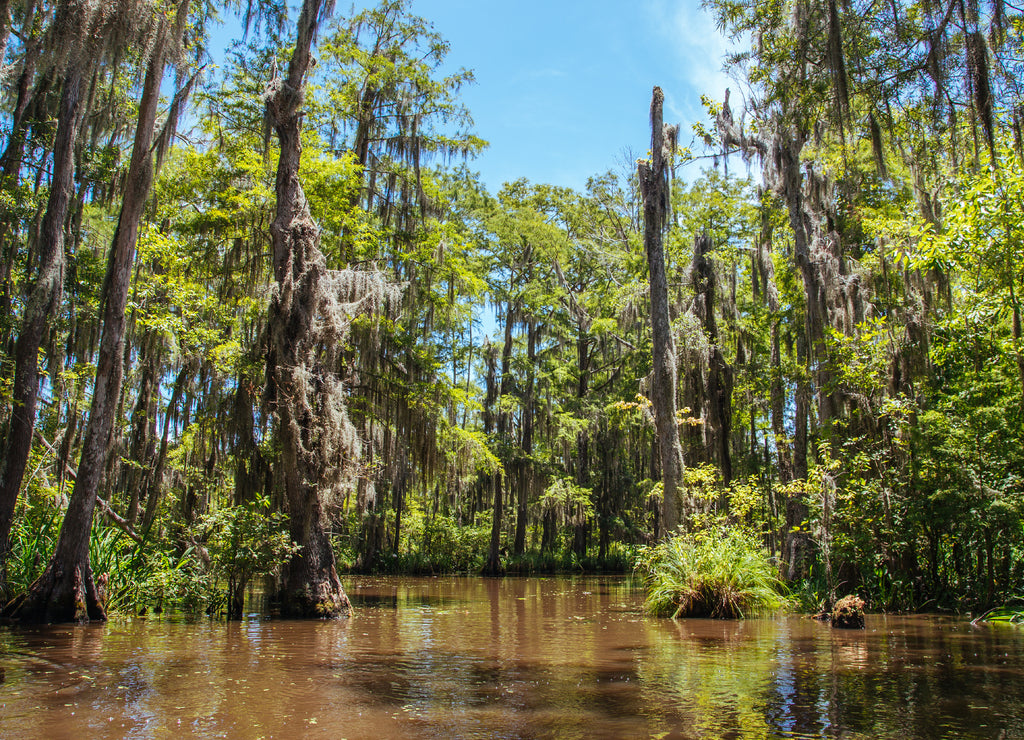 Midday in the Louisiana swamp