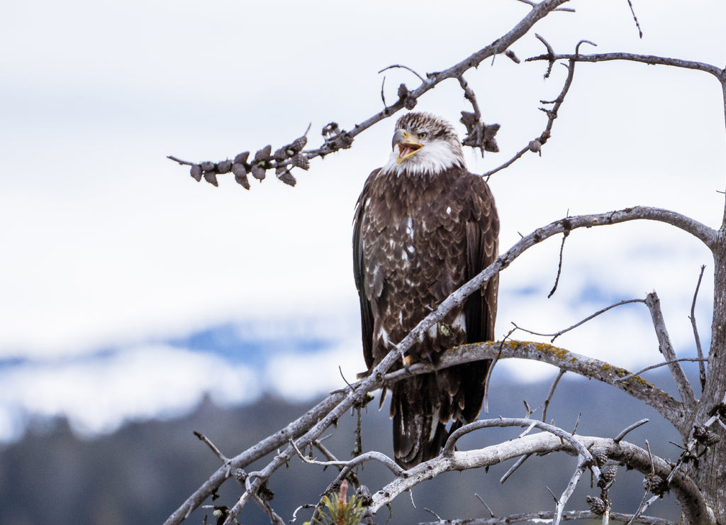 Eagle Call, Wyoming