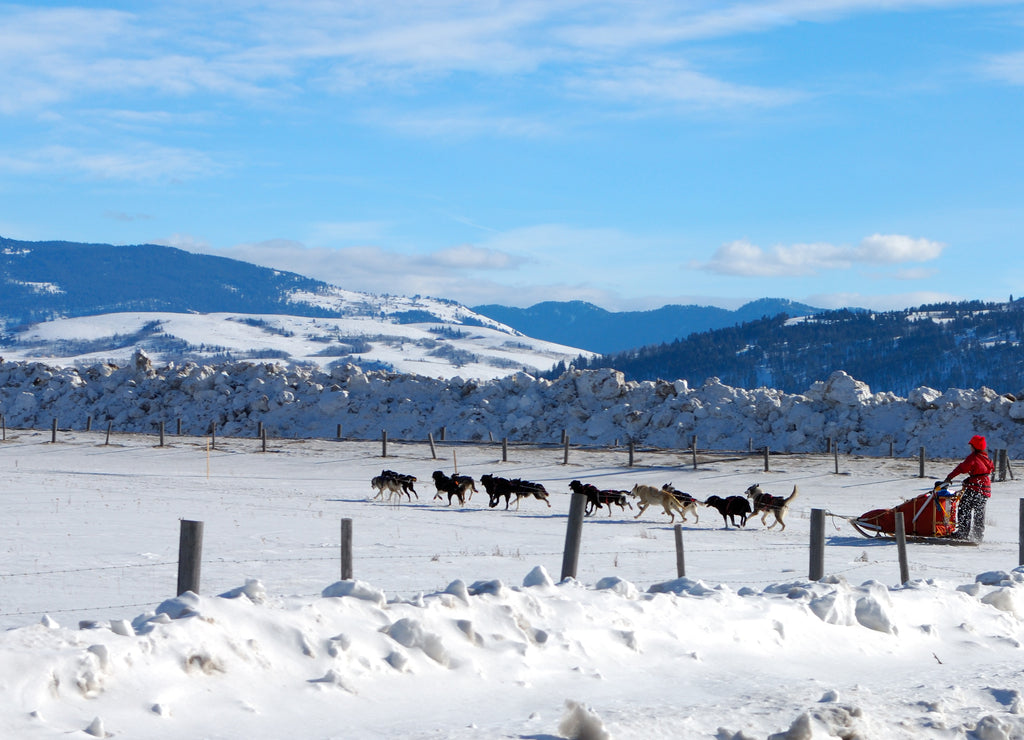 Dog sled team, Wyoming