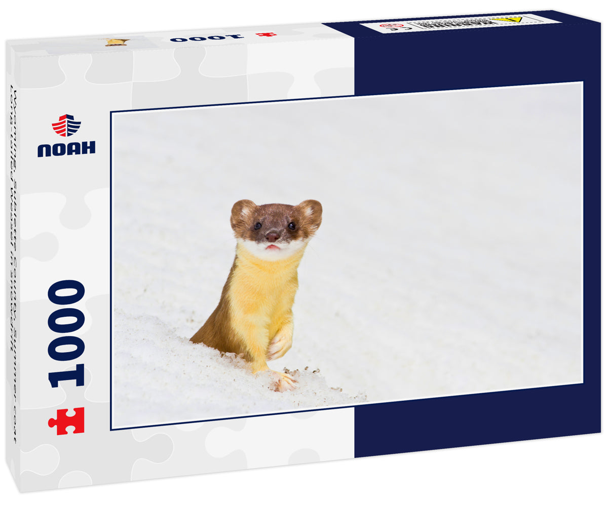 Wyoming, Sublette County, Summer coat Long-tailed Weasel in snowdrift