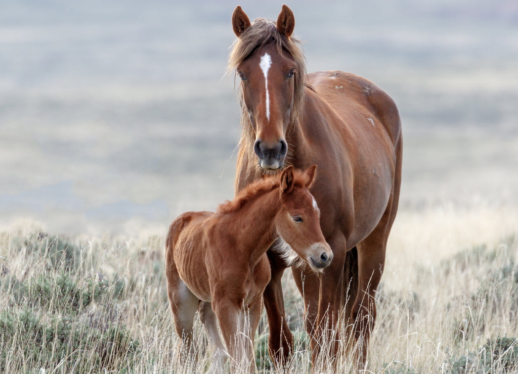 Wild Horses, Wyoming