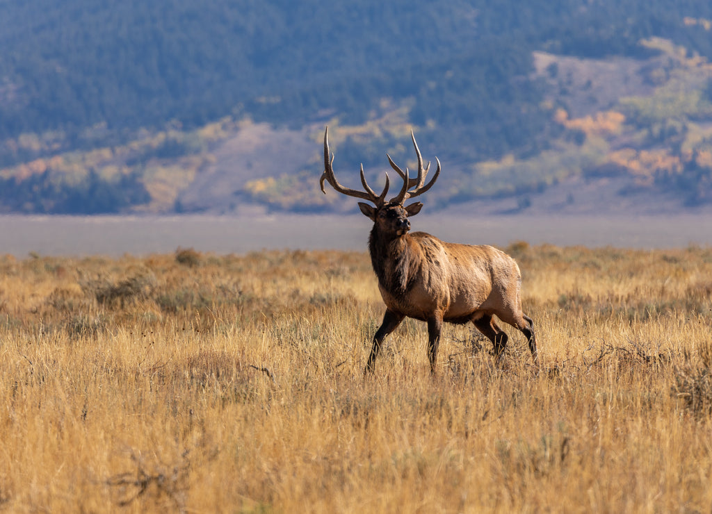 Bull Elk in Autumn in Wyoming