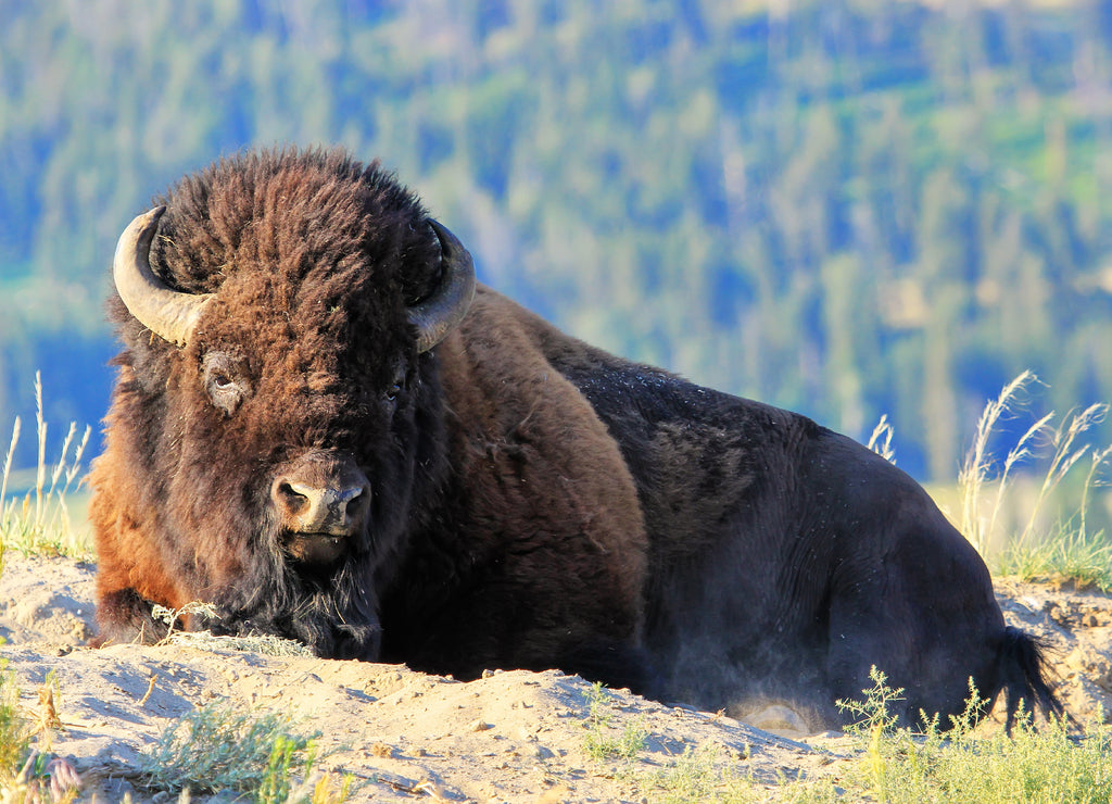 Male bison lying in dust, Yellowstone National Park, Wyoming