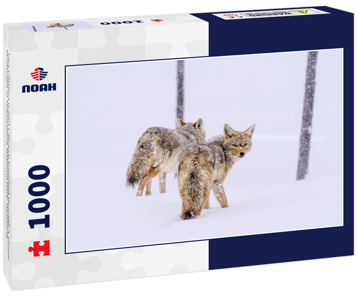 Two Coyotes (Canis Latrans) traveling through a snowy landscape in Yellowstone National Park, Wyoming