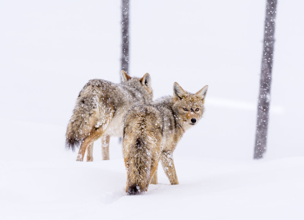 Two Coyotes (Canis Latrans) traveling through a snowy landscape in Yellowstone National Park, Wyoming