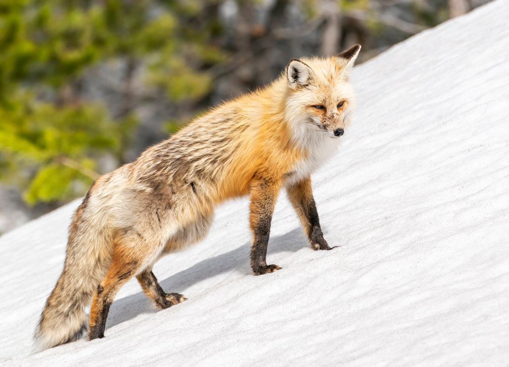 Yellowstone National Park, red fox in its spring coat walking through melting snow, Wyoming