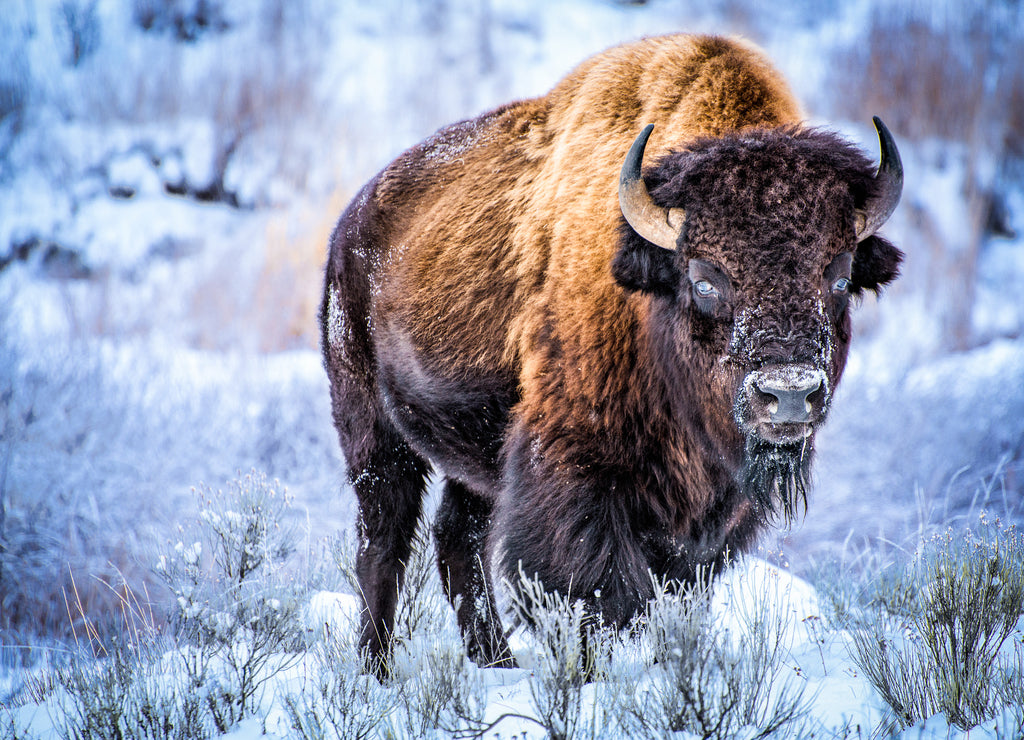 Big male byzon standing in the snow and staring at camera, Wyoming