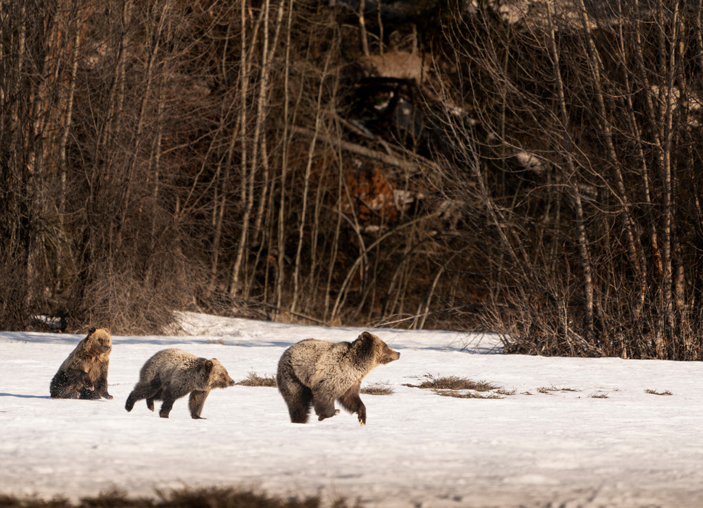 USA, Wyoming, Grand Teton National Park. Grizzly cub chasing its mother across snow