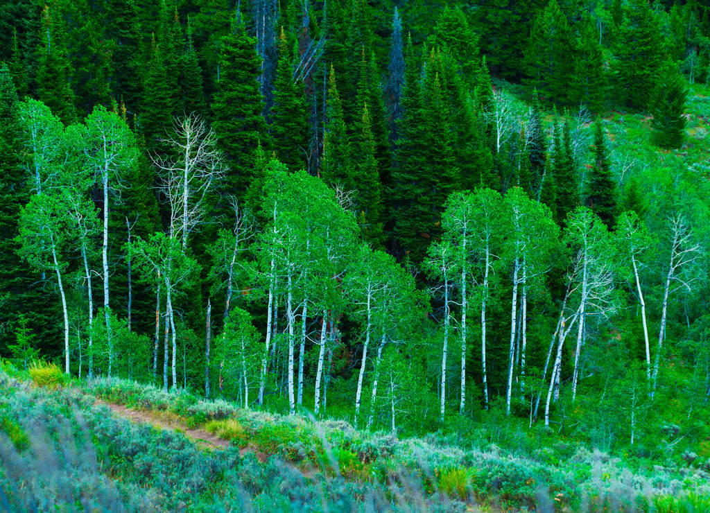 Edge of a forrest in Wyoming, USA