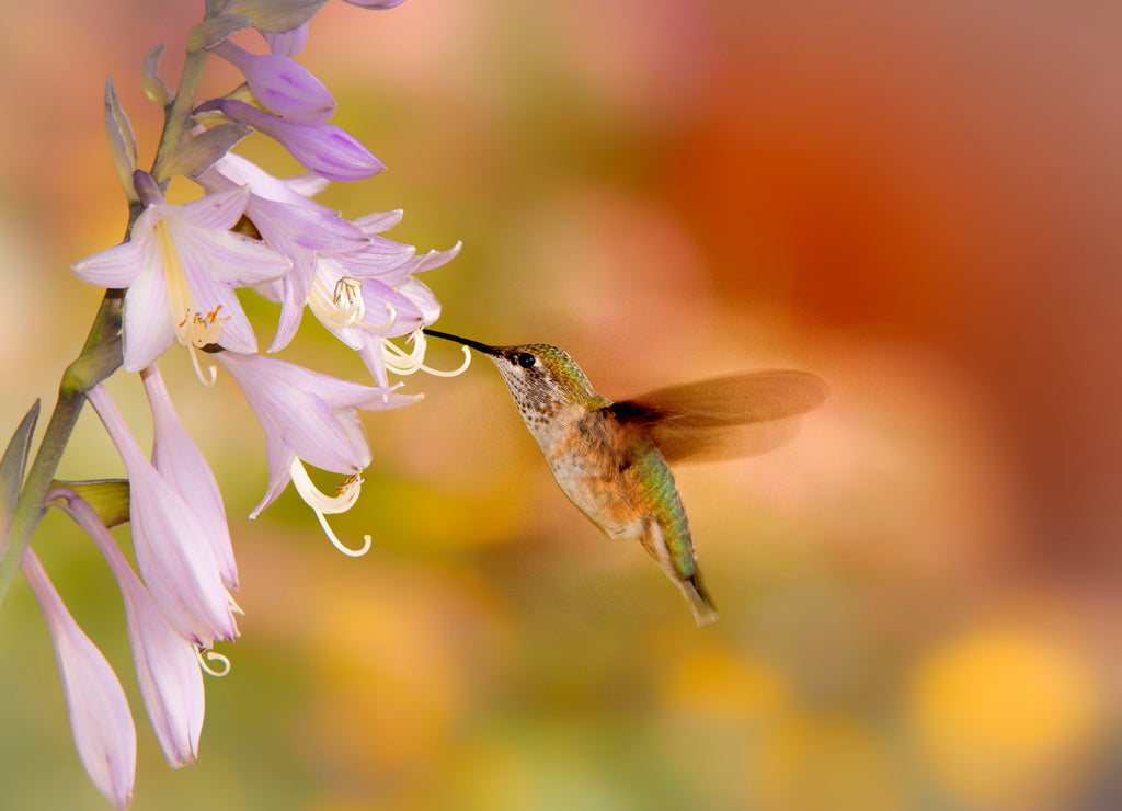 Broad-tailed hummingbirds in flower garden in early morning; Laramie, Wyoming