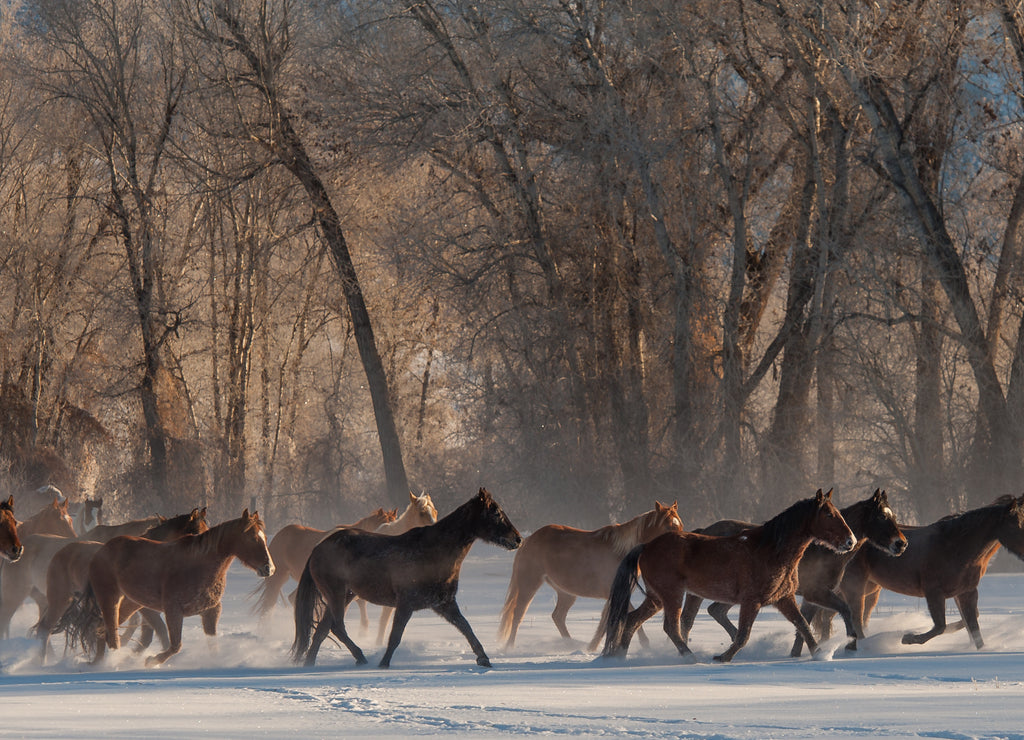 Horse running in the snow on a cold winter day with hoar frost on trees on ranch in wyoming in the american west majority of herd being quarter horses some mustangs
