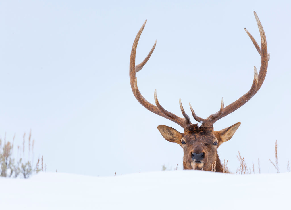 Elk or wapiti (Cervus canadensis), Yellowstone National Park, Wyoming, USA, America