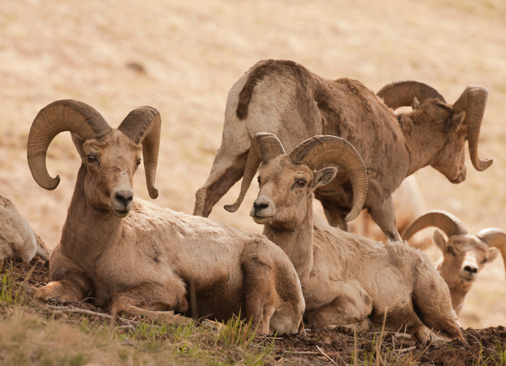 Yellowstone National Park, Wyoming, USA. Herd of bighorn sheep rams resting, with one deciding to leave