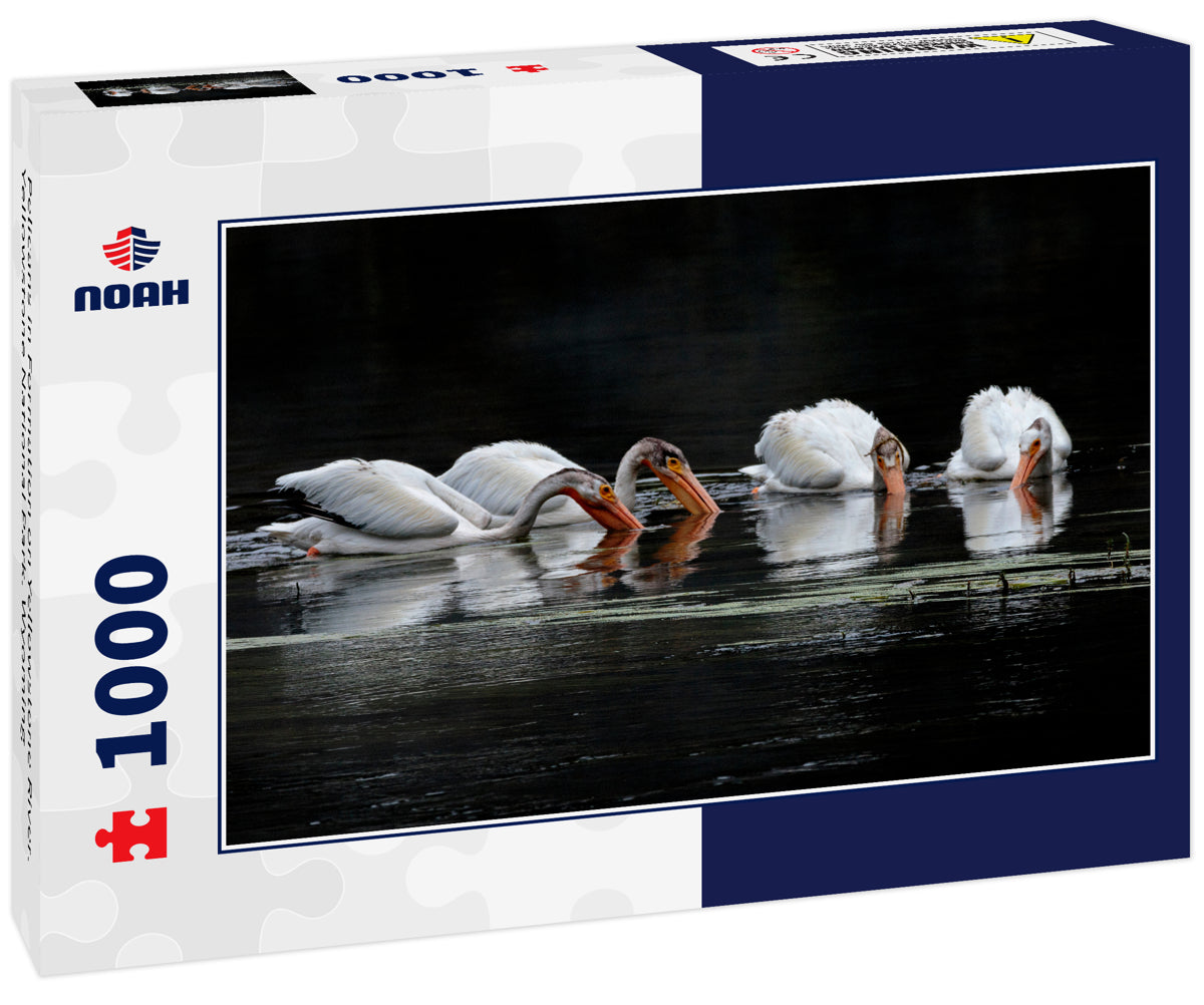 Pelicans in Formation on Yellowstone River. Yellowstone National Park. Wyoming