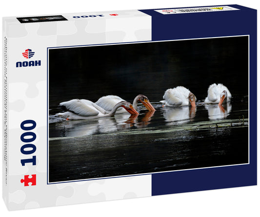 Pelicans in Formation on Yellowstone River. Yellowstone National Park. Wyoming