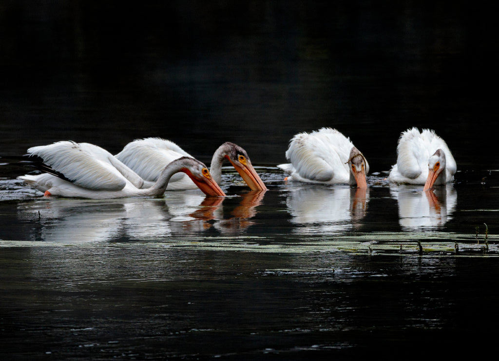 Pelicans in Formation on Yellowstone River. Yellowstone National Park. Wyoming