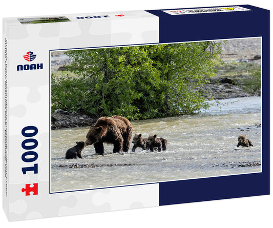 Grizzly with quadruplets crossing Pilgrim Creek, Grand Teton National Park, Wyoming, USA