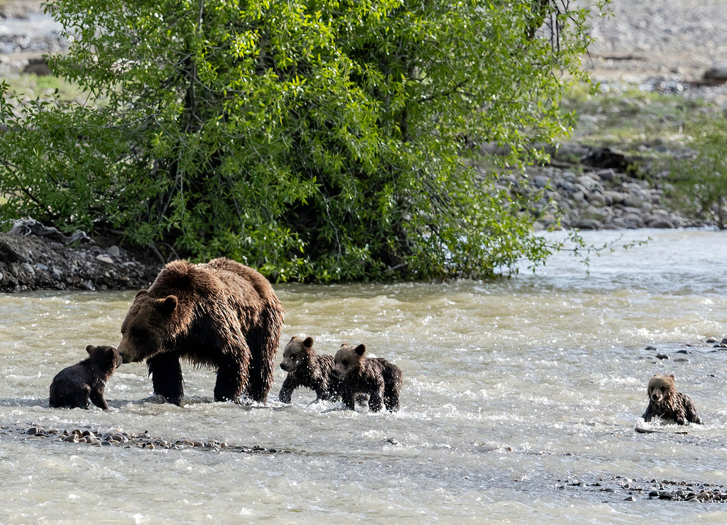 Grizzly with quadruplets crossing Pilgrim Creek, Grand Teton National Park, Wyoming, USA
