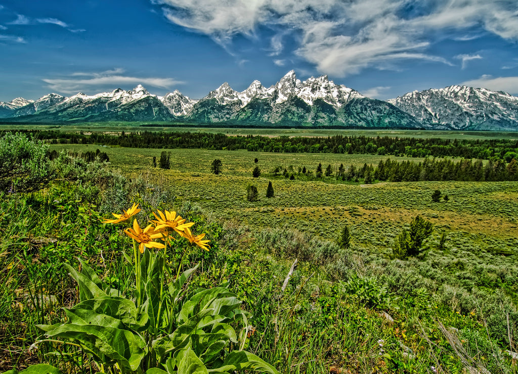 USA, Wyoming, Grand Teton National Park, wildflowers and Teton Range