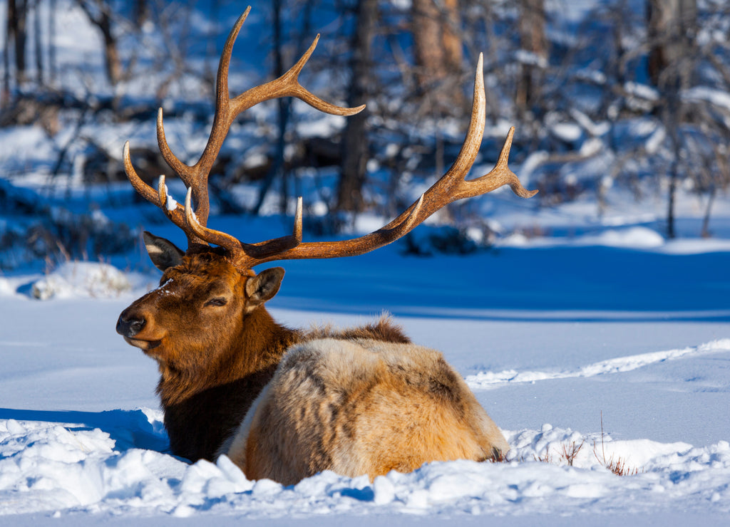 Elk or wapiti (Cervus canadensis), Yellowstone National Park, Wyoming, USA, America