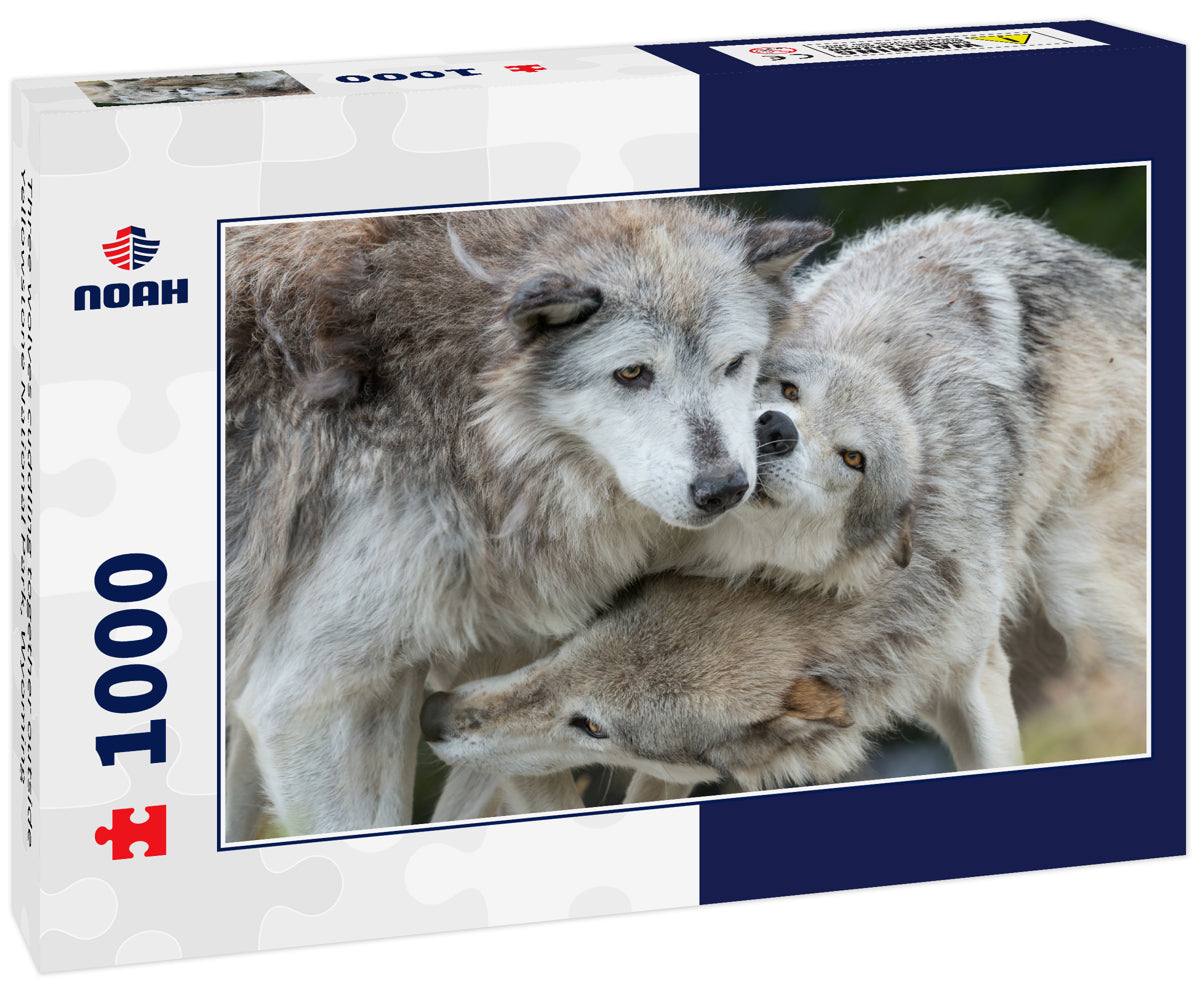 Three wolves cuddling together outside Yellowstone National Park, Wyoming