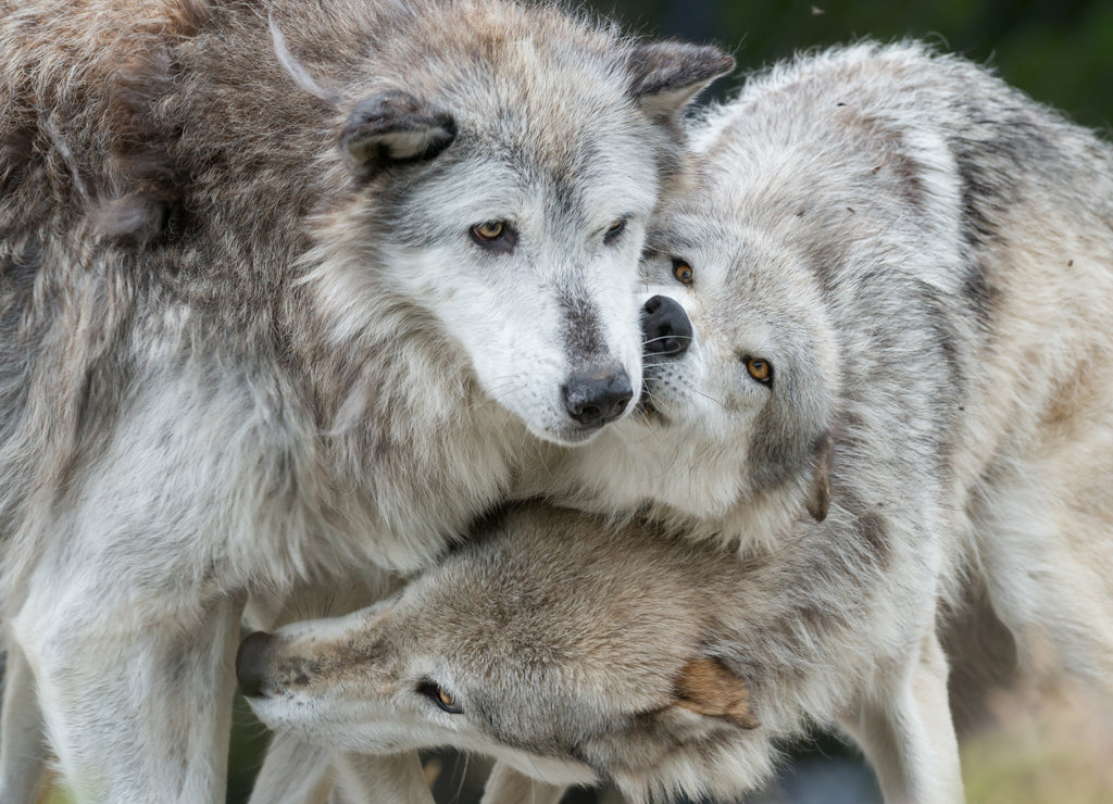 Three wolves cuddling together outside Yellowstone National Park, Wyoming