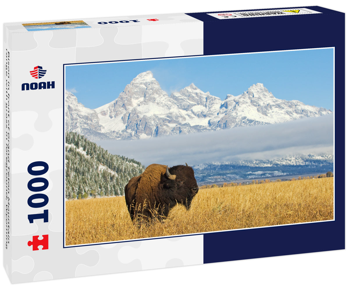 Bison in front of Grand Teton Mountain range with grass in foreground, Wyoming