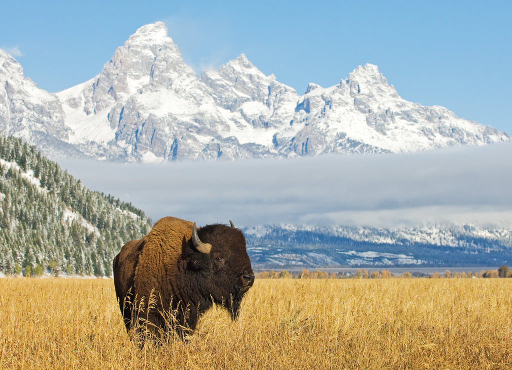 Bison in front of Grand Teton Mountain range with grass in foreground, Wyoming