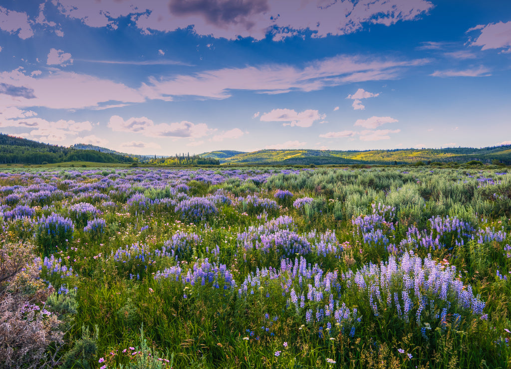 Blue Flowers and Sage Below Wyoming Range, Wind River Mountains