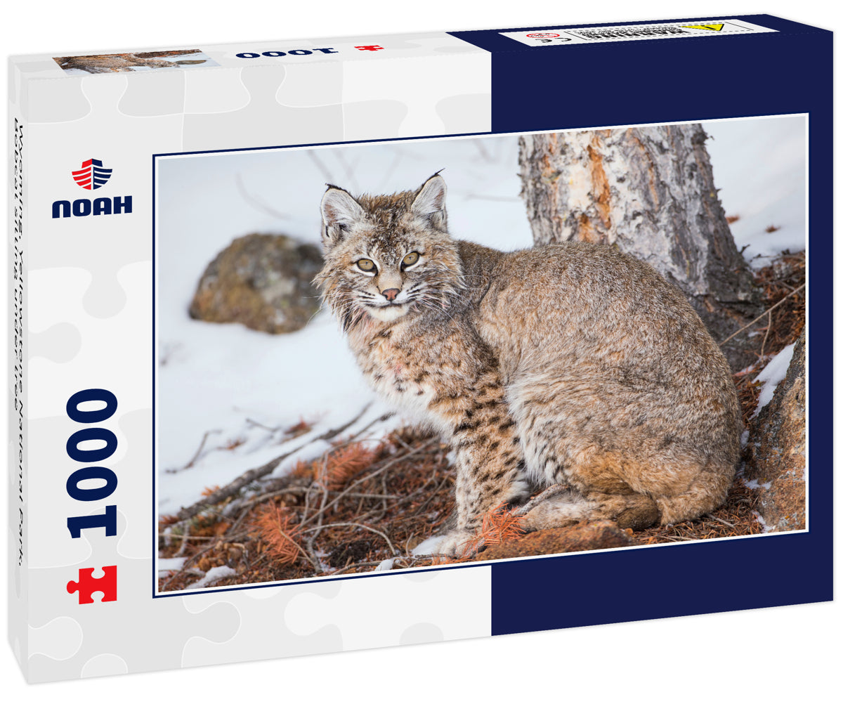 Wyoming, Yellowstone National Park, Bobcat sitting under tree