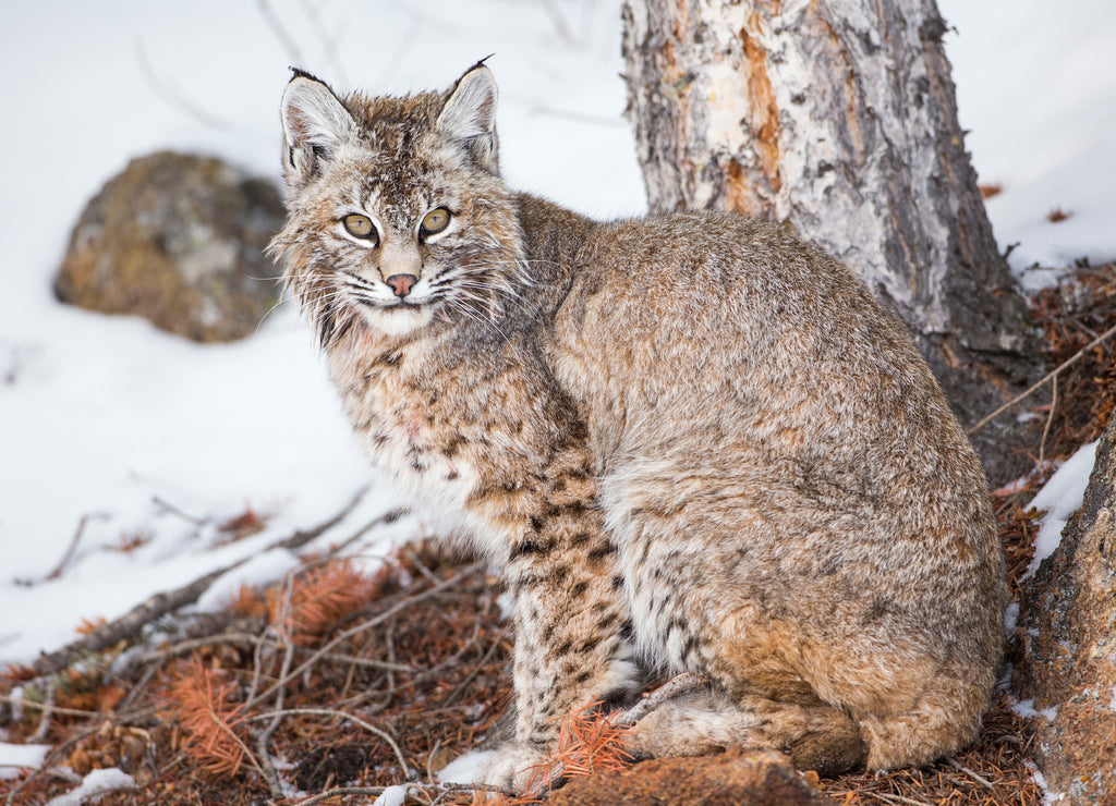 Wyoming, Yellowstone National Park, Bobcat sitting under tree