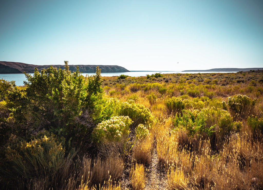 Meadow at the shores of the Green River, Wyoming